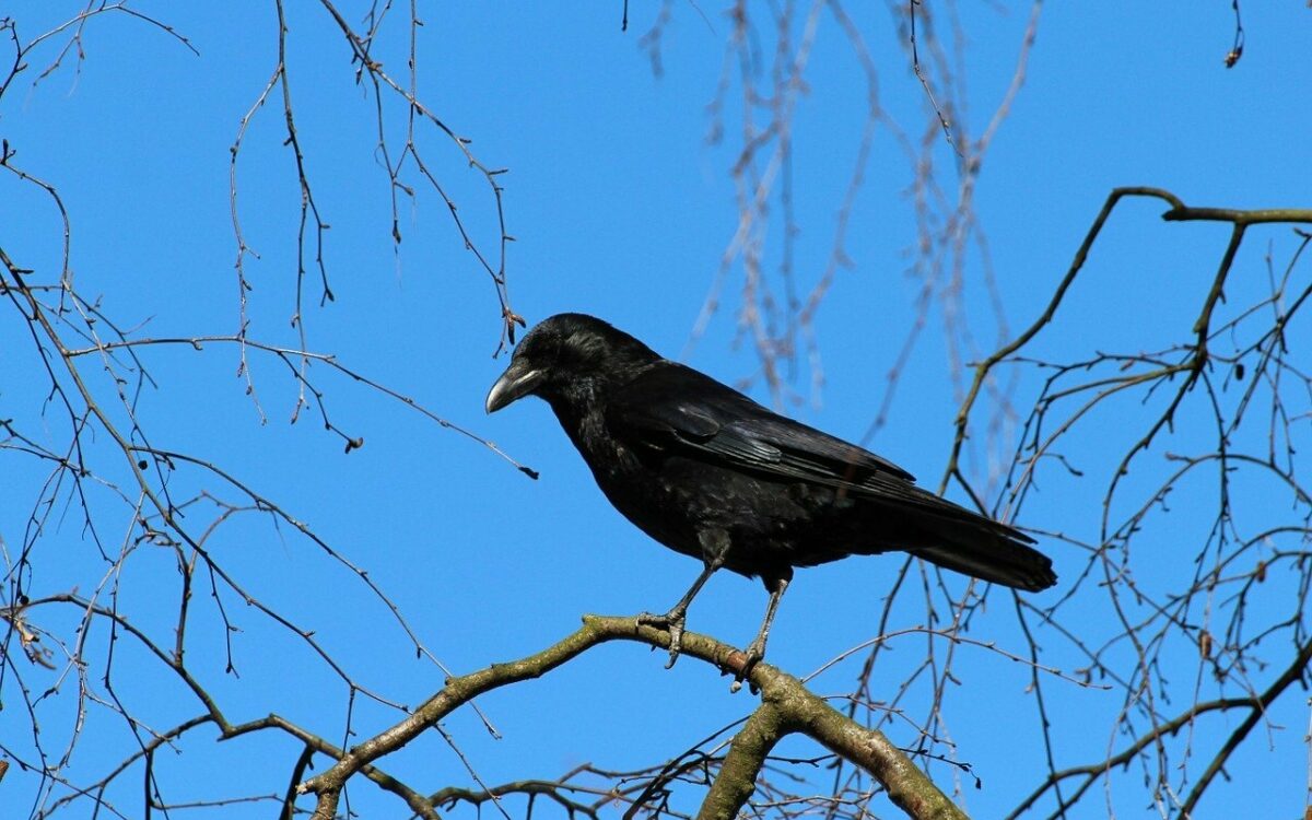 Eine schwarze Saatkrähe sitzt auf einem Ast bei blauem Himmel Eine schwarze Saatkrähe sitzt auf einem Ast bei blauem Himmel